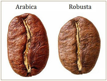 What is the Difference Between Arabica and Robusta Coffee?